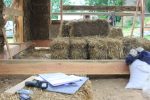 IMG_8273p